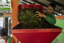 Unand olah sampah daun jadi residu biomassa untuk bahan bakar industri