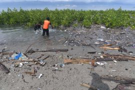 SAMPAH ANCAM MANGROVE Page 2 Small