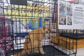 Polisi tangkap pria yang tembak kucing peliharaan dengan senapan angin