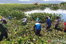 Danau Tondano-Minahasa semakin menyusut dan dangkal