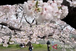 Jepang destinasi wisata yang paling ingin dikunjungi lagi: survei