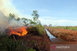 FOTO PILIHAN - Karhutla di Dumai meluas Page 2 Small