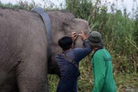 Pemasangan GPS Collar Gajah Sumatera Meisya Page 6 Small