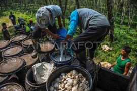 Capaian produksi karet di Indonesia Page 1 Small