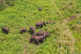 Jumlah Gajah Sumatera di kantong habitat Sugihan-Simpang Heran Page 3 Small