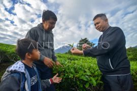 Agrowisata khusus kebun teh Liki Solok Selatan Page 1 Small