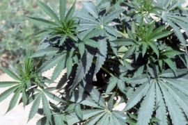 Pemusnahan 32 hektare ladang ganja dan opium di Afghanistan