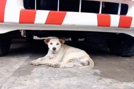 Hindari rabies, ini pertolongan pertama jika digigit anjing