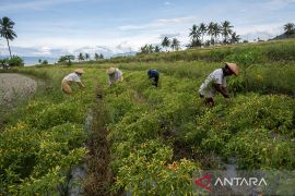 NTP Sulteng periode Juni 2023 naik 2,22 persen Page 1 Small