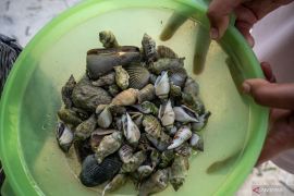 Mengenal manfaat lendir siput untuk perawatan kulit 