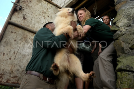 Penyelamatan anjing di Tomohon Page 1 Small