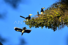 Burung rangkong kangkareng perut putih Page 1 Small