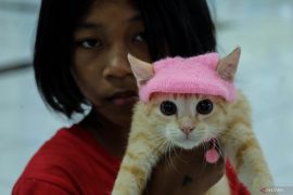 Bagaimana cara adopsi kucing? Simak langkahnya berikut ini