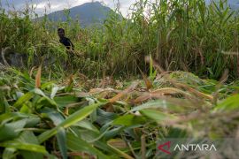 Pemanfaatan sisa tanaman jagung untuk pakan ternak Page 2 Small