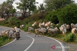 Penggembalaan ternak sapi di Sigi Page 3 Small