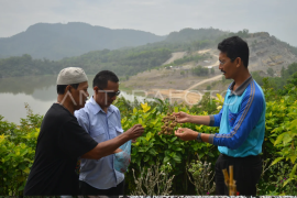 Kebun buah di lahan bekas tambang batubara Page 1 Small