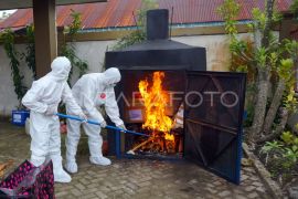 Pemusnahan daging babi dari Manado yang positif virus flu Afrika Page 1 Small