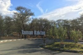 Keunikan Taman pohon Kaktus di Hutan Kota Palu Page 1 Small