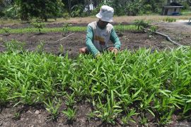 Budidaya Sayur Organik Binaan PT Vale Indonesia Page 1 Small