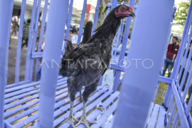 Pengenalan ayam Sentul khas Ciamis Page 1 Small