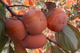 Album Asia: Menengok musim panen buah kesemek di Afghanistan