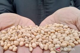 Kuningan panen kedelai capai 453 ton sampai November