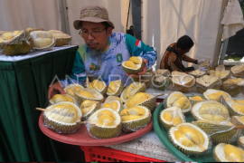 Sepuluh varietas durian unggul nasional dari Kalbar Page 1 Small