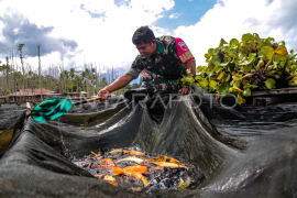 Babinsa budidayakan ikan nilai di danau Page 1 Small