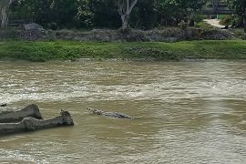 Buaya liar jadi objek tontonan warga di Sungai Jembatan II Kota Palu Page 1 Small