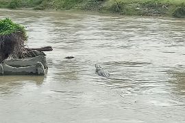 Buaya liar jadi objek tontonan warga di Sungai Jembatan II Kota Palu Page 2 Small