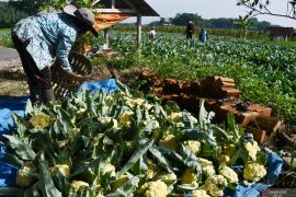 Resep bunga kol panggang, camilan rendah kalori saat libur lebaran