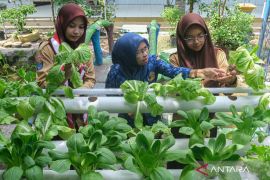 Pekarangan sekolah jadi lahan pertanian Page 1 Small