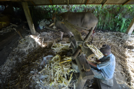 Kilang tebu tradisional menggunakan kerbau Page 1 Small