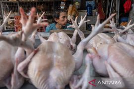 Jagung picu kenaikan harga ayam pedaging Page 1 Small