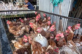 Jagung picu kenaikan harga ayam pedaging Page 3 Small