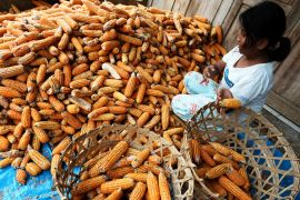 Harga jagung naik akibat stok kurang Page 3 Small