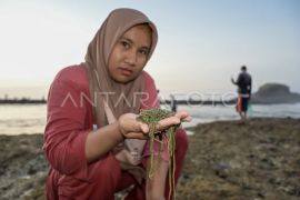 Tradisi Bau Nyale di Mandalika Lombok Page 2 Small