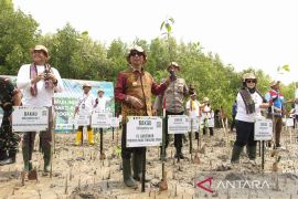 Penanaman Pohon Mangrove di NTT Page 3 Small