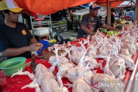 Kenaikan temporer harga daging ayam dan sapi Page 2 Small