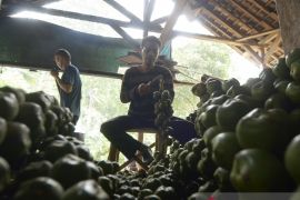 Produksi buah kolang kaling di Bandarlampung Page 3 Small