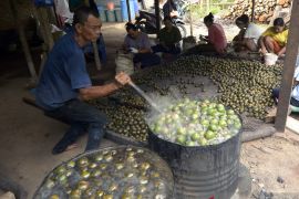 Produksi buah kolang kaling di Bandarlampung Page 2 Small