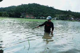 Ratusan hektare tanaman padi terendam banjir di Konawe Utara Page 1 Small