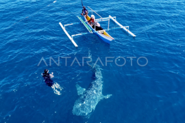 Jumlah kemunculan Hiu Paus di Gorontalo Page 1 Small