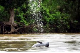 Pemkab Kutai Kartanegara komitmen lestarikan habitat Pesut Mahakam