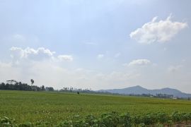 Pemprov Lampung: Petani minati varietas Inpari 32 di musim tanam dua