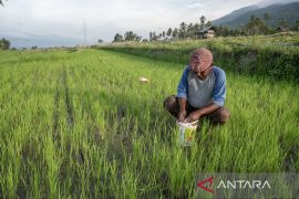 Penambahan alokasi pupuk subsidi di Sulteng Page 1 Small