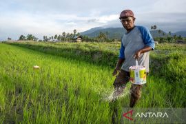 Penambahan alokasi pupuk subsidi di Sulteng Page 2 Small