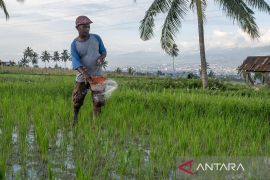 Penambahan alokasi pupuk subsidi di Sulteng Page 3 Small