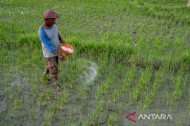 Penambahan alokasi pupuk subsidi di Sulteng Page 4 Small