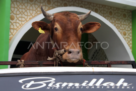 Penyerahan sapi bantuan Presiden di Pontianak Page 1 Small